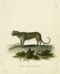 Chat sauvage - German School