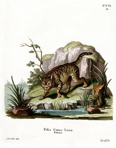 Chat sauvage - German School