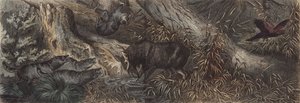 Faune du nord de la Russie - German School