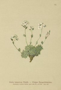 Drave laineuse (Draba tomentosa)