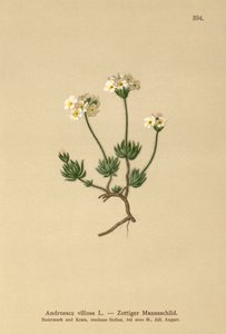 Androsace velue