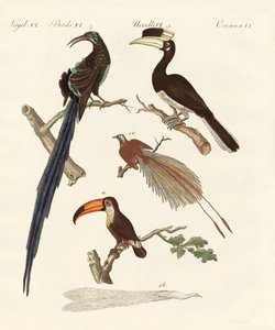 Oiseaux merveilleux - German School