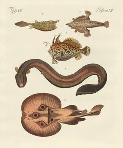 Poissons merveilleux - German School