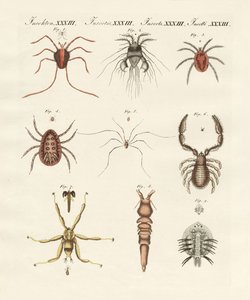 Insectes merveilleux - German School