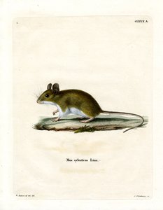 Souris des bois - German School