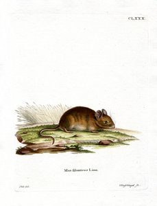 Souris des bois - German School