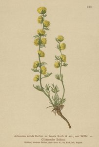 Armoise (Artemisia nitida, Artemisia lantana) - German School