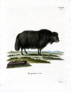 Yak - German School