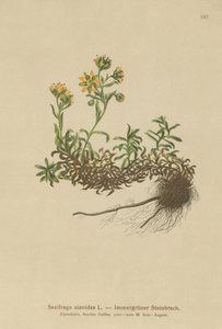 Saxifrage jaune des montagnes (Saxifraga aizoides)