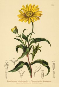 Œil-de-bœuf jaune (Buphthalmum salicifolium) - German School