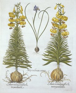 Lis martagon jaune avec bulbe et herbe aux yeux bleus nains, de Hortus Eystettensis, par Basil Besler (1561-1629), pub. 1613