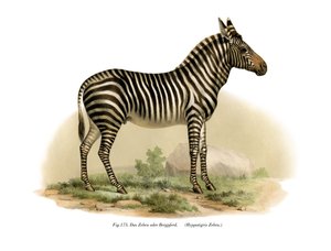Zèbre, 1860 - German School
