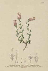 Campanule de Zois (Campanula Zoysii) - German School