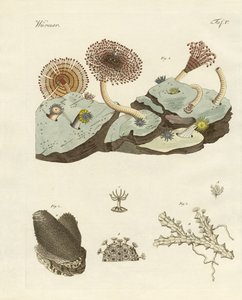 Zoophytes et plantes animales - German School