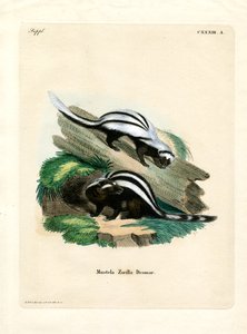 Zorille