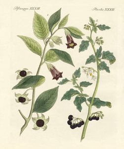 Plantes toxiques indigènes