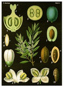 Olive - German School
