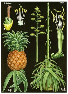 Ananas - German School