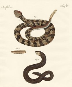 Serpent - German School