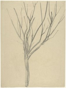 Arbre nu