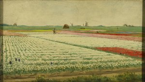 Champs de tulipes