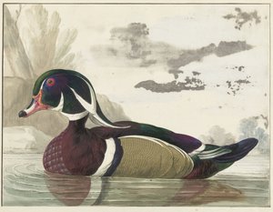 Canard de Caroline