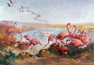 Flamands roses