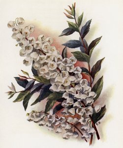 Andromeda Speciosa v Cassinefolia - Gertrude Hamilton