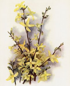 Forsythia Suspensa - Gertrude Hamilton