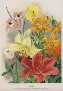 Lys - Gertrude Hamilton