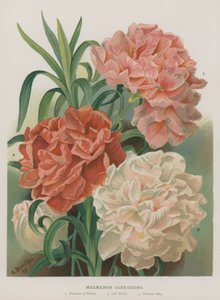 Œillets de Malmaison