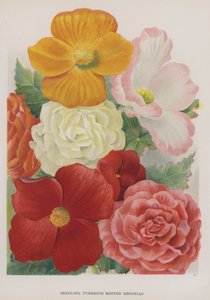 Bégonias à Racines Tubéreuses - Gertrude Hamilton