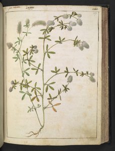 Une plante à fleurs blanches, de "Peintures de la flore des États romains" par Gherardo Cibo, Add MS 22333, f117r, c.1564-84