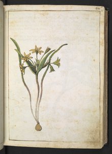 Une plante avec des fleurs jaunes, de "Paintings of Flora of the Roman States" par Gherardo Cibo - Gherardo Cibo
