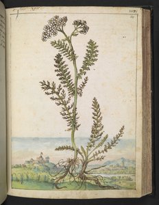 Achillea millefolium: Une plante haute de type fougère avec des fleurs blanches, de "Peintures de la flore des États romains" par Gherardo Cibo