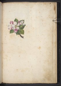 Fleur, de 