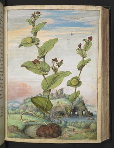 Aristolochia rotunda: Une plante à fruits, de "Peintures de la flore des États romains" par Gherardo Cibo, Add MS 22333, f078r, c.1564-84