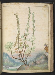 Artemisia abrotanum (southernwood), de "Paintings of Flora of the Roman States" par Gherardo Cibo