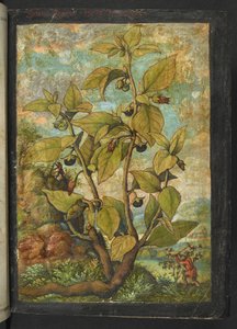 Atropa belladonna, de "Paintings of Flora of the Roman States" par Gherardo Cibo