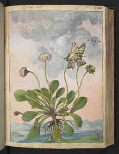 Bellis perennis, de "Paintings of Flora of the Roman States" par Gherardo Cibo