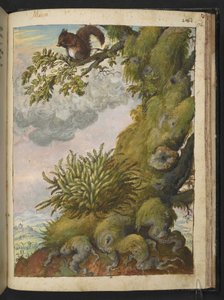 Bryophyte (mousse) et un écureuil assis sur la branche d