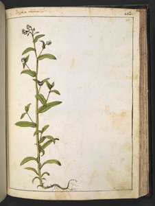 Buglossa, Anchusa azurea (Loddon Royalist), de 