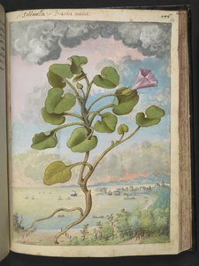 Calystegia soldanella, de "Peintures de la flore des États romains" par Gherardo Cibo, Add MS 22333, f150r, c.1564-84