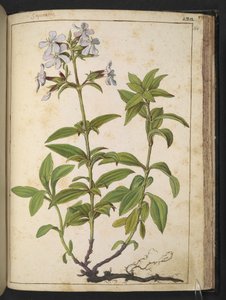 Caryophyllaceae (Saponaire): un genre de plantes à fleurs de la famille des Caryophyllaceae, de 