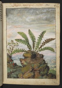 Ceterach officinarum, de "Paintings of Flora of the Roman States" par Gherardo Cibo