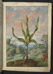 Colchicum autumnale, de "Peintures de la flore des États romains" par Gherardo Cibo