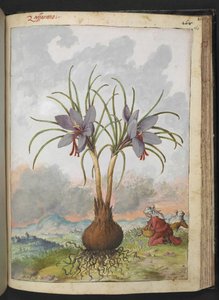Crocus sativus (Safran), de "Peintures de la flore des États romains" par Gherardo Cibo, Add MS 22333, f160r, c.1564-84 - Gherardo Cibo