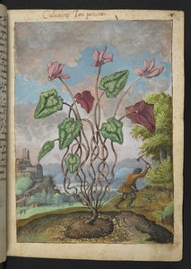 Cyclamen hederifolium, de "Peintures de la flore des États romains" par Gherardo Cibo