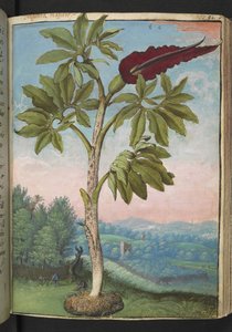 Dracunculus vulgaris, de "Paintings of Flora of the Roman States" par Gherardo Cibo - Gherardo Cibo