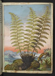 Dryopteris filix mas: Une fougère, de "Paintings of Flora of the Roman States" par Gherardo Cibo